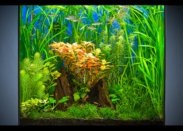 aquarium_AGA_DJS0069.jpg